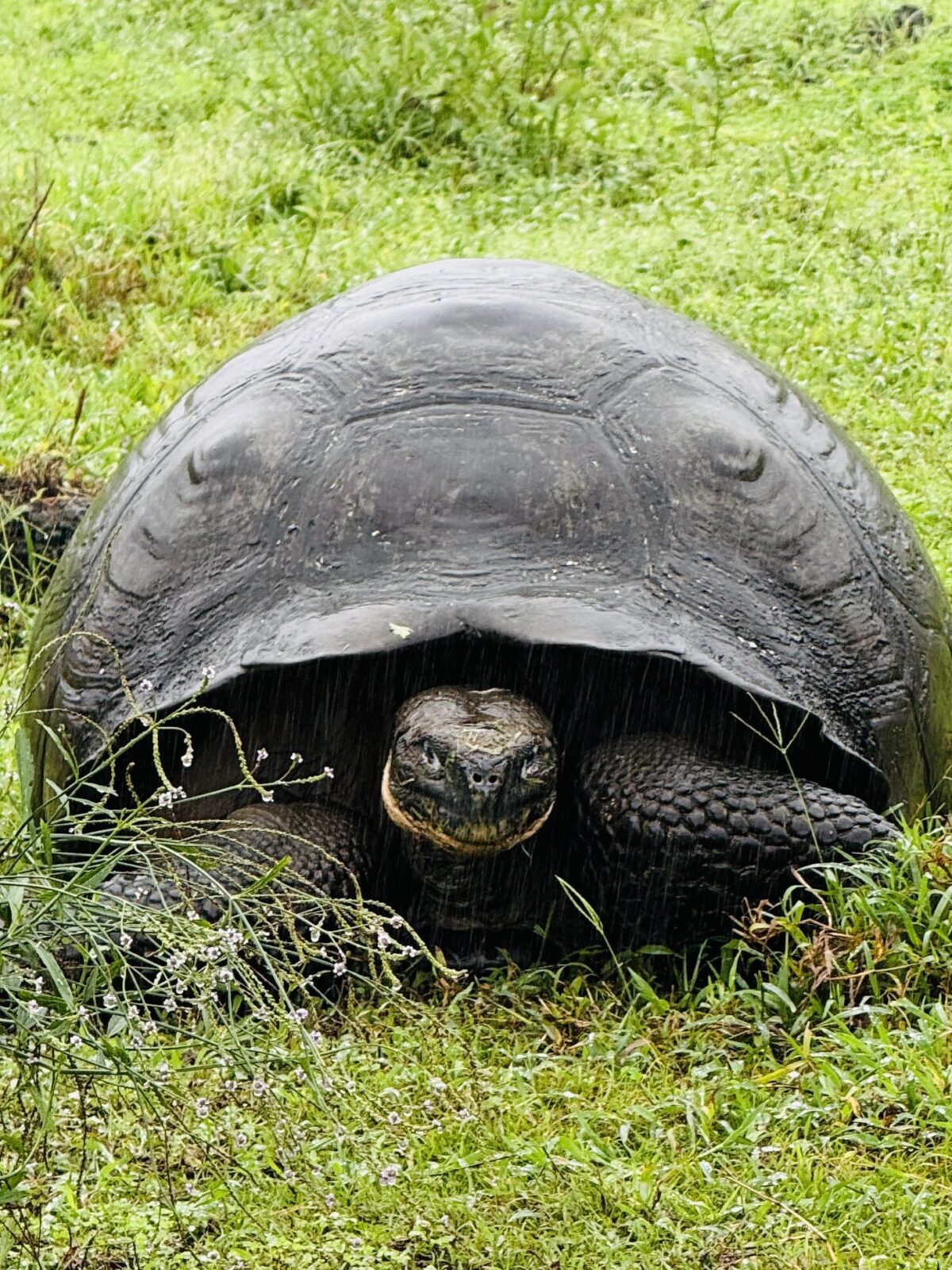 Galapagos tortoise